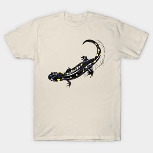 Spotted salamander art with scientific name T-Shirt